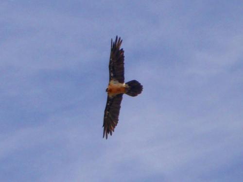 Lammergeier or Bearded Vulture - Gypaetus barbatus